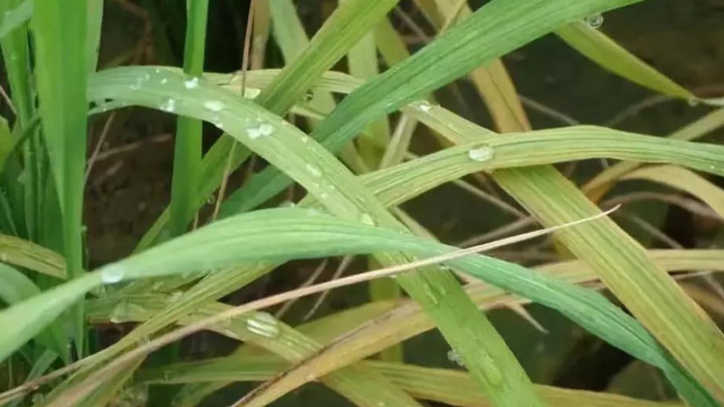 植物缺锌的症状