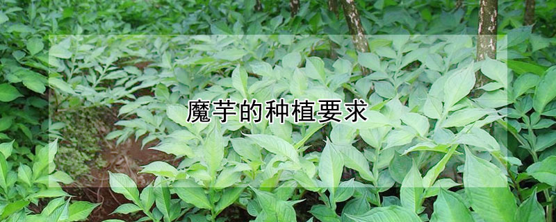 魔芋的种植要求