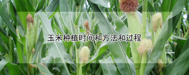 玉米种植时间和方法和过程