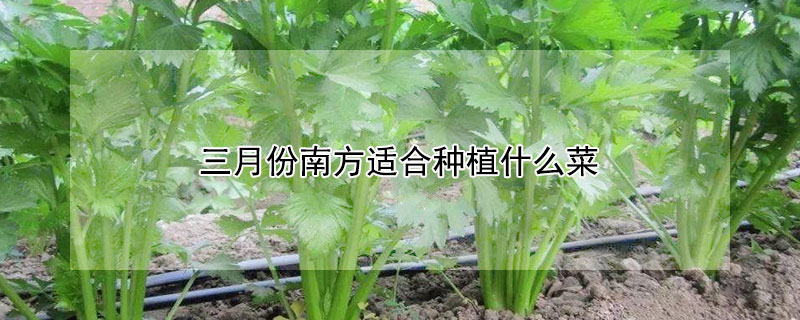 三月份南方适合种植什么菜