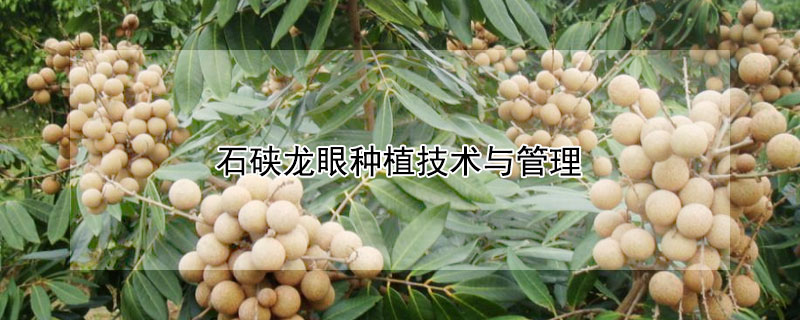 石硖龙眼种植技术与管理