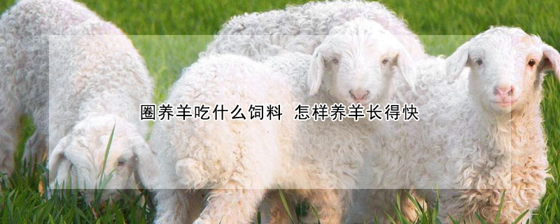 圈养羊吃什么饲料 怎样养羊长得快