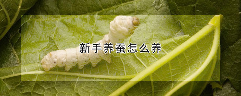 新手养蚕怎么养