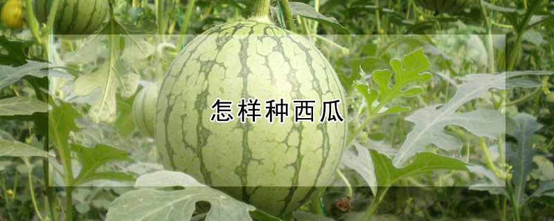 怎样种西瓜