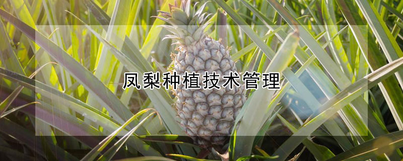 凤梨种植技术管理