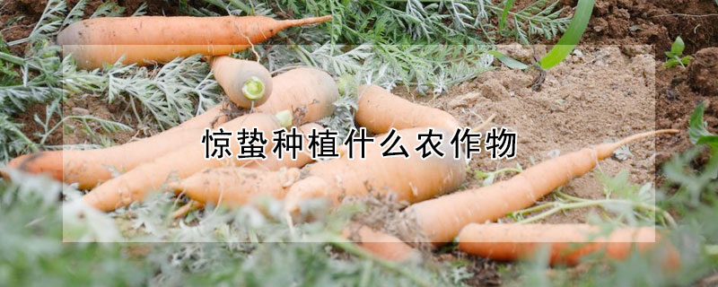 惊蛰种植什么农作物