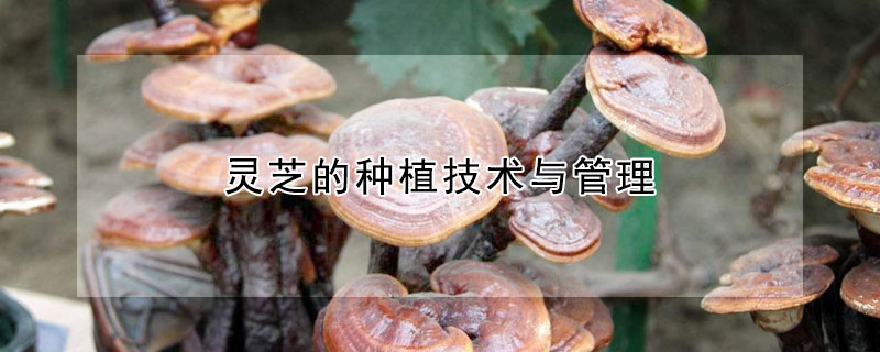 灵芝的种植技术与管理