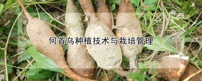 何首乌种植技术与栽培管理