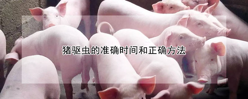 猪驱虫的准确时间和正确方法