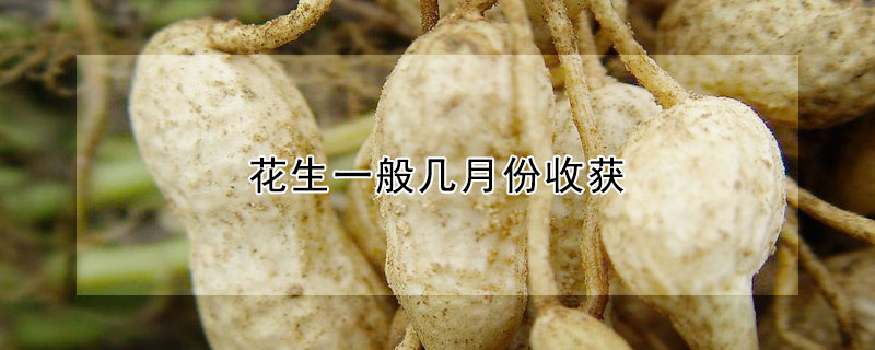 花生一般几月份收获