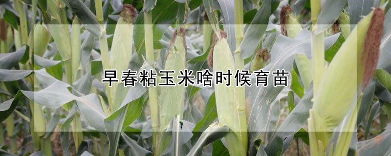 早春粘玉米啥时候育苗