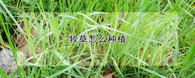 牧草怎么种植