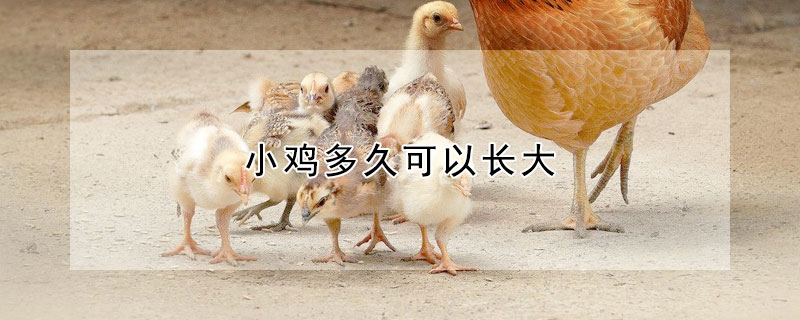 小鸡多久可以长大