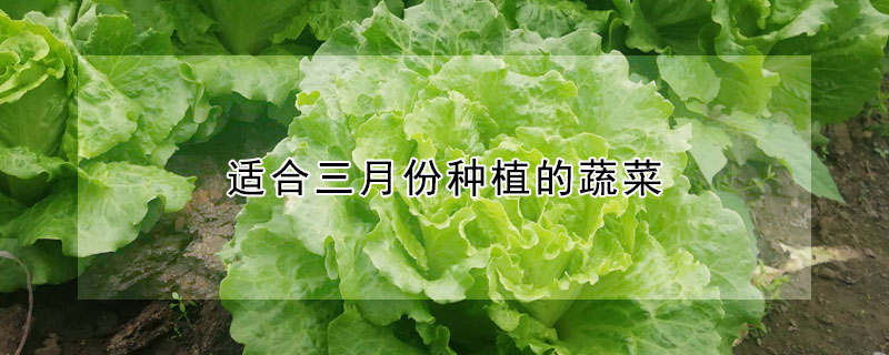 适合三月份种植的蔬菜