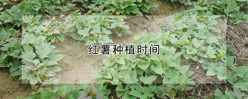 红薯种植时间