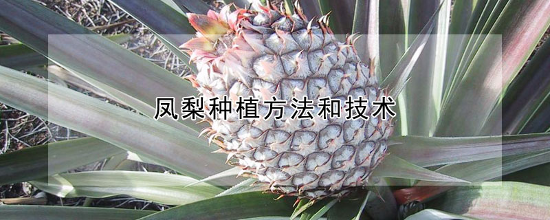 凤梨种植方法和技术