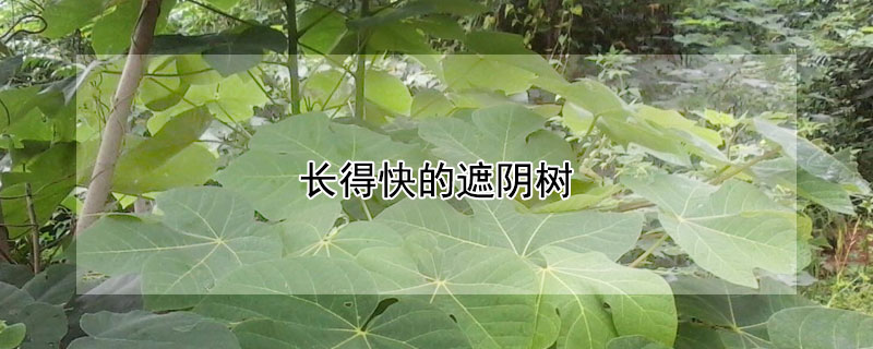 长得快的遮阴树