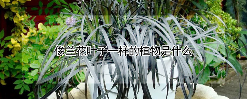 像兰花叶子一样的植物是什么