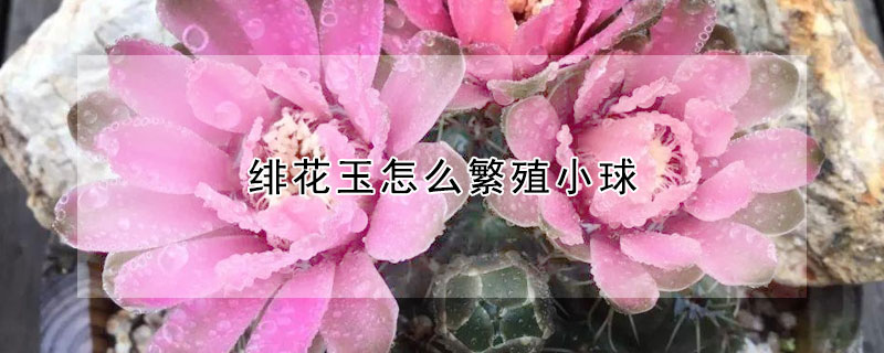 绯花玉怎么繁殖小球