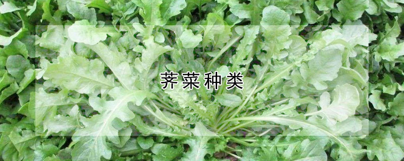 荠菜种类