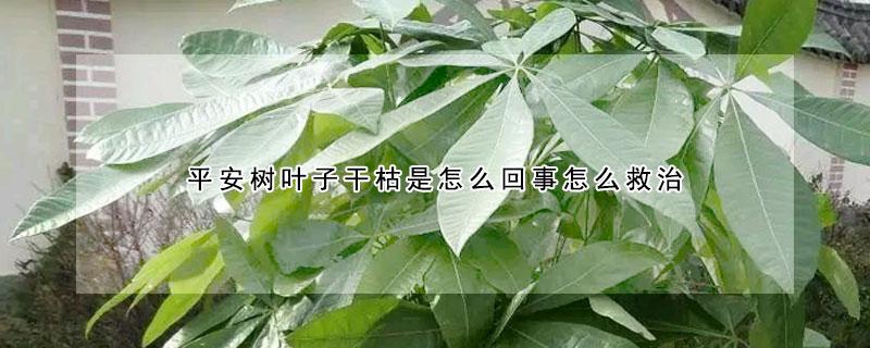 平安树叶子干枯是怎么回事怎么救治