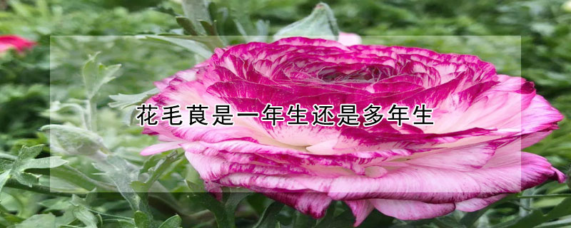 花毛茛是一年生还是多年生