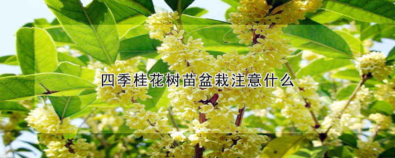 四季桂花树苗盆栽注意什么