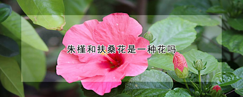 朱槿和扶桑花是一种花吗