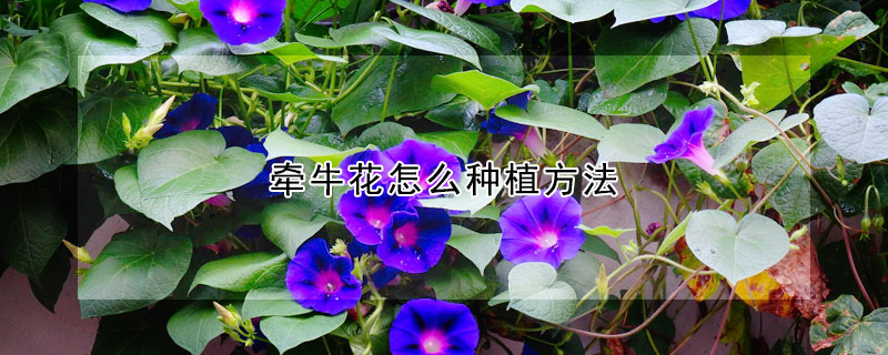 牵牛花怎么种植方法