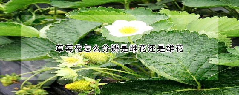 草莓花怎么分辨是雌花还是雄花