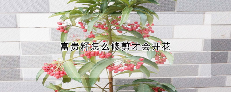 富贵籽怎么修剪才会开花