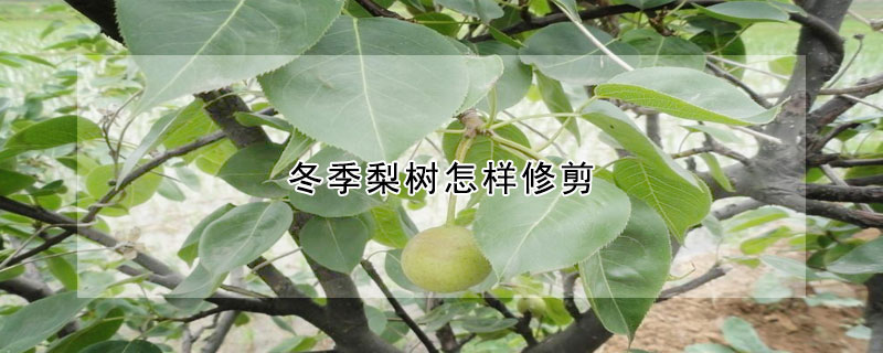 冬季梨树怎样修剪