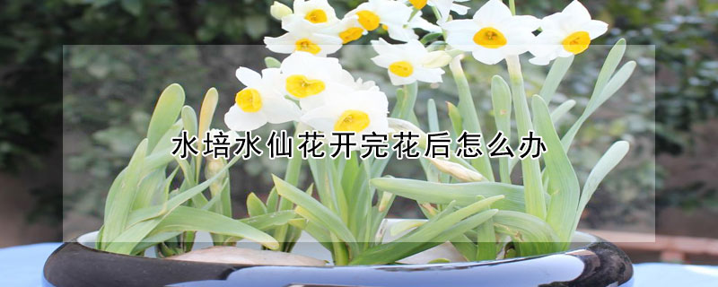 水培水仙花开完花后怎么办