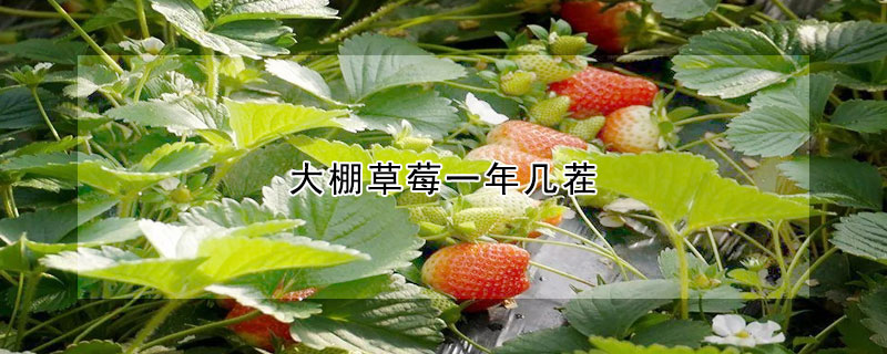 大棚草莓一年几茬