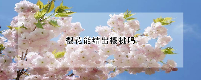 樱花能结出樱桃吗