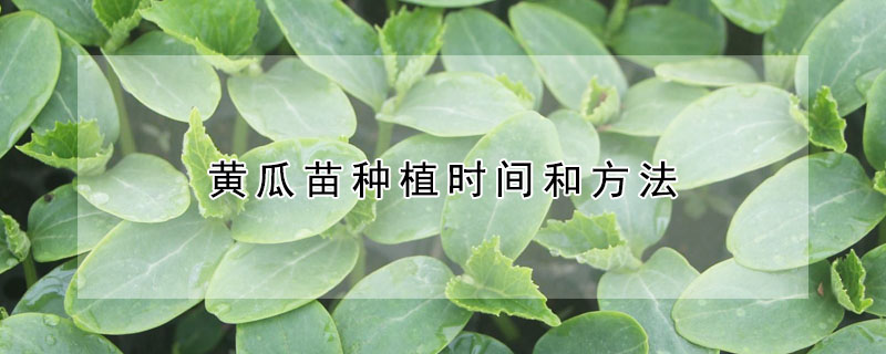 黄瓜苗种植时间和方法