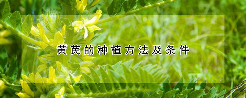 黄芪的种植方法及条件
