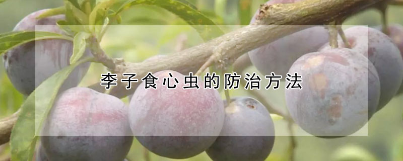 李子食心虫的防治方法