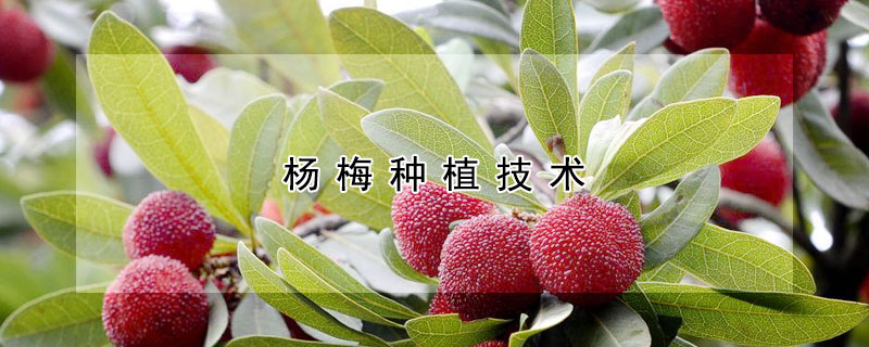 杨梅种植技术