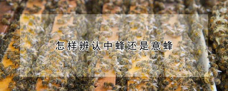 怎样辨认中蜂还是意蜂