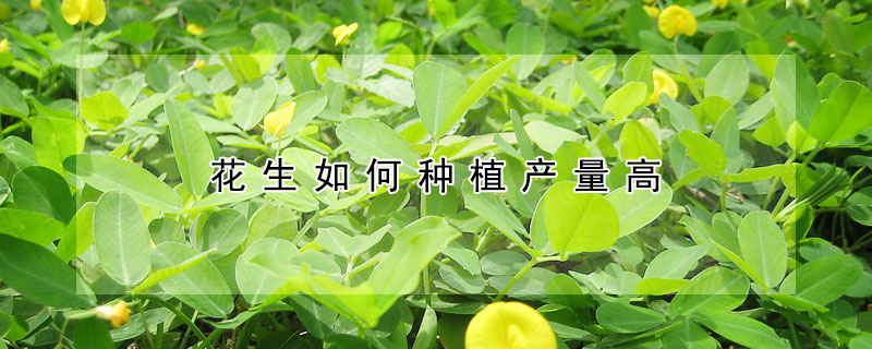 花生如何种植产量高