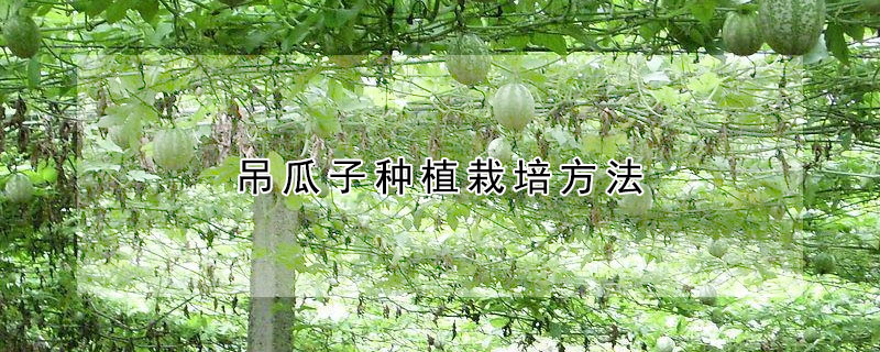 吊瓜子种植栽培方法