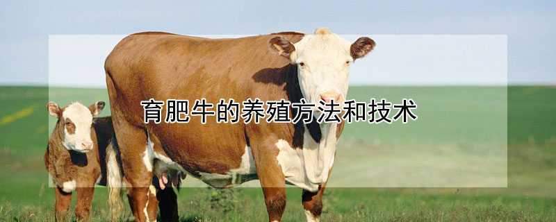 育肥牛的养殖方法和技术