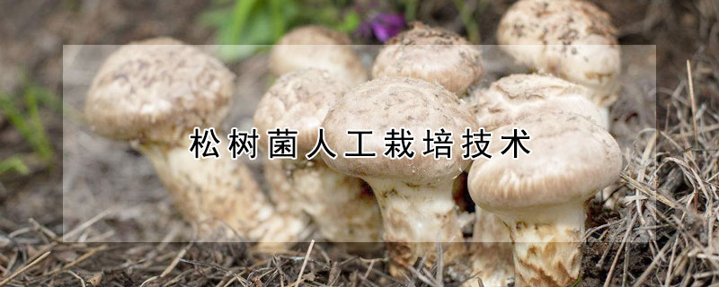 松树菌人工栽培技术