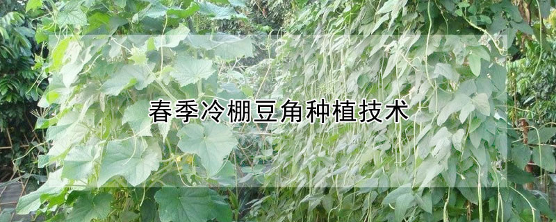 春季冷棚豆角种植技术 —【发财农业网】