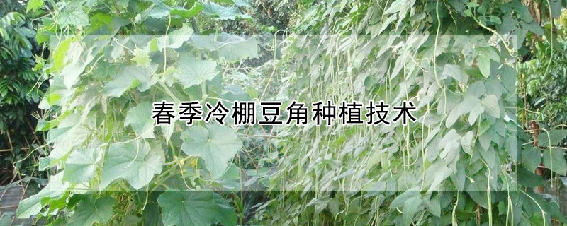 春季冷棚豆角种植技术