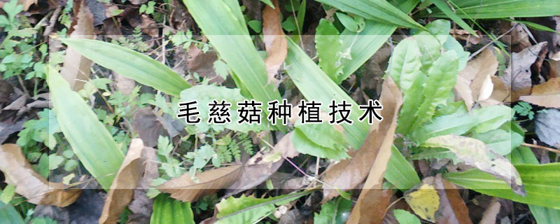 毛慈菇种植技术