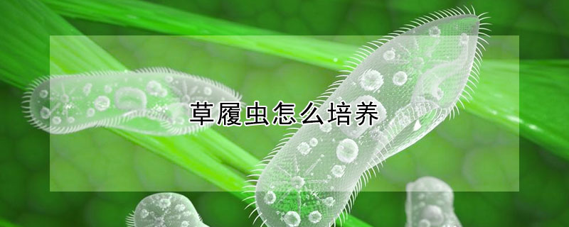 草履虫怎么培养