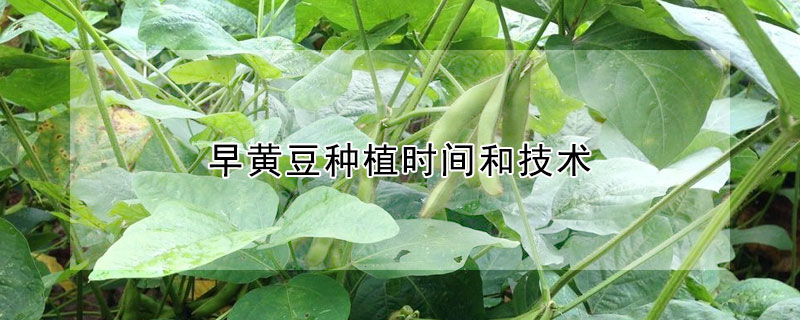 早黄豆种植时间和技术