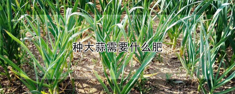 种大蒜需要什么肥